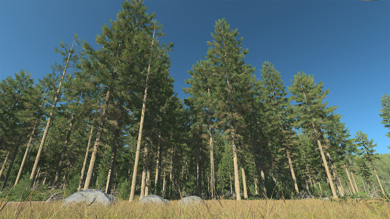 Douglas Fir Trees_4