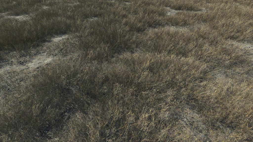 Dead Grass Patches