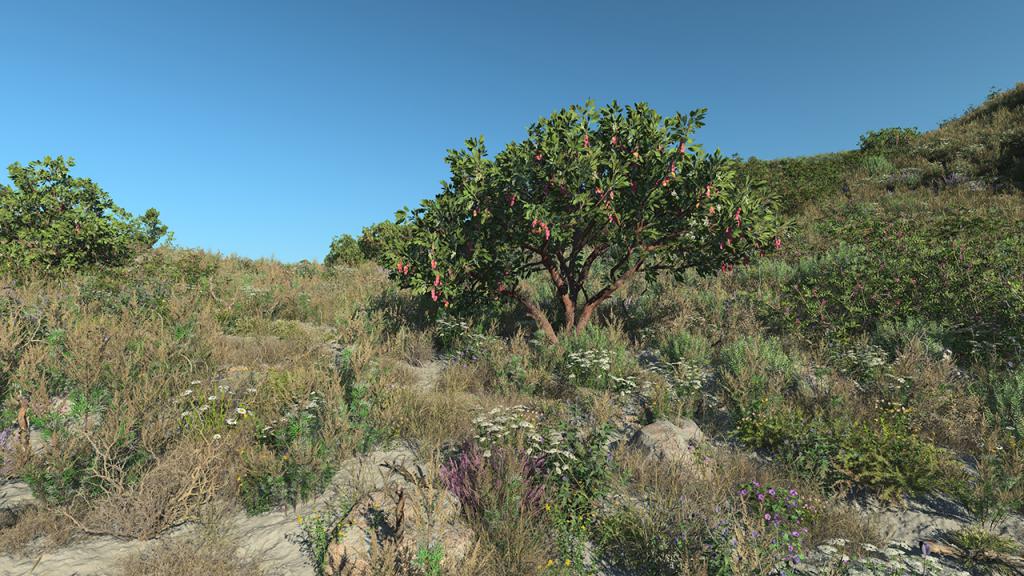 Strawberry Trees
