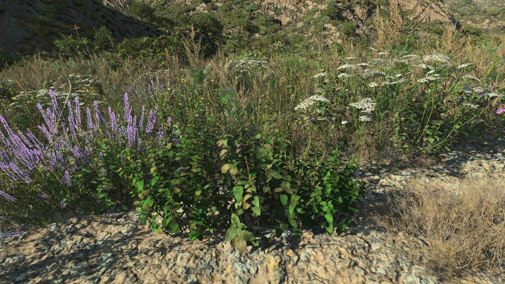 Wild Mint