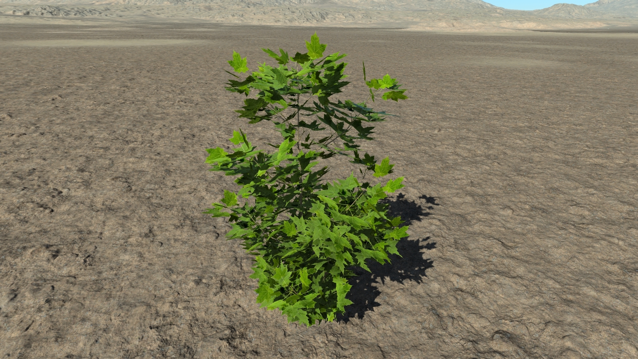 Summer maple bushes_4