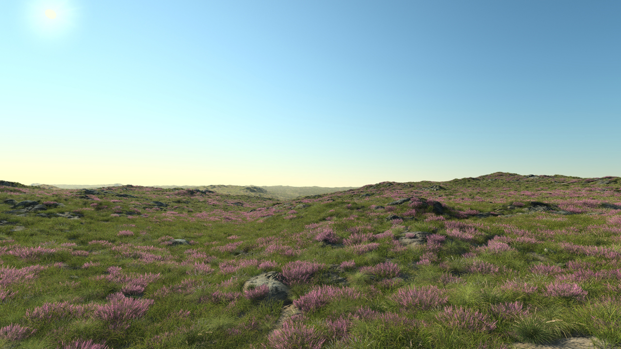 Flowering heath_1