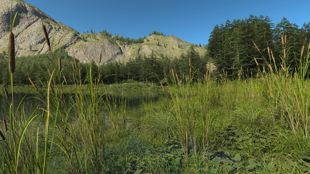 Wetland shoreline_1