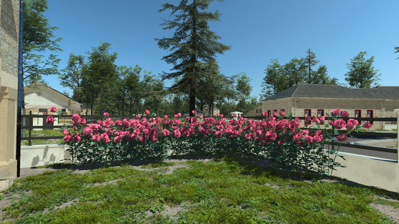 Rosebushes Hedge_1
