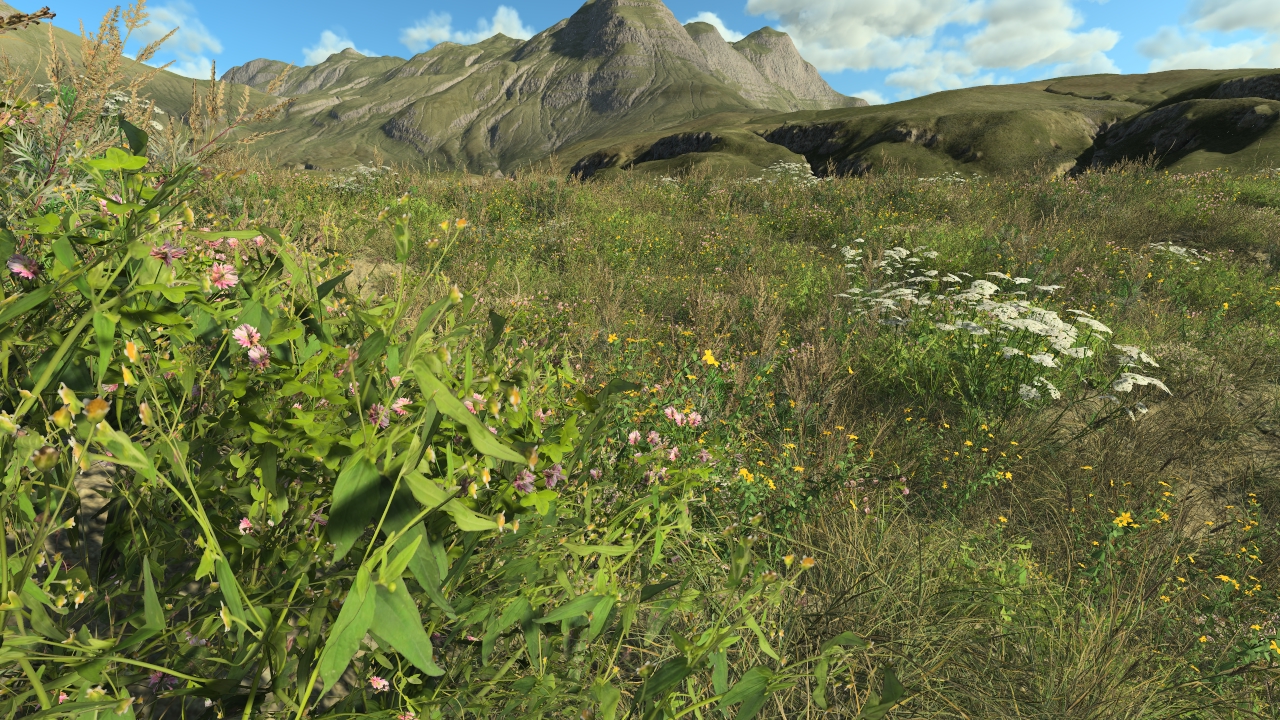 Meadow_2
