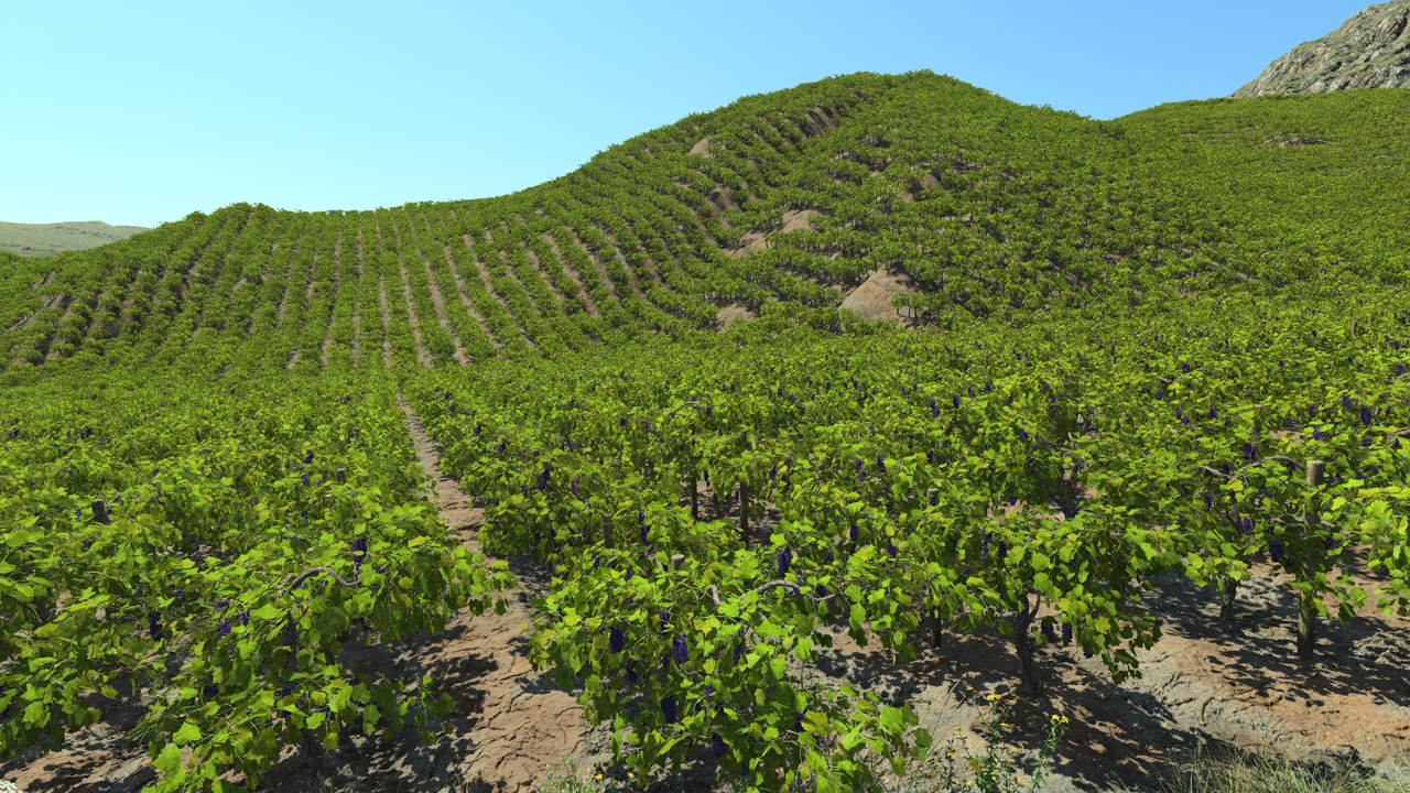 Grape vines_0