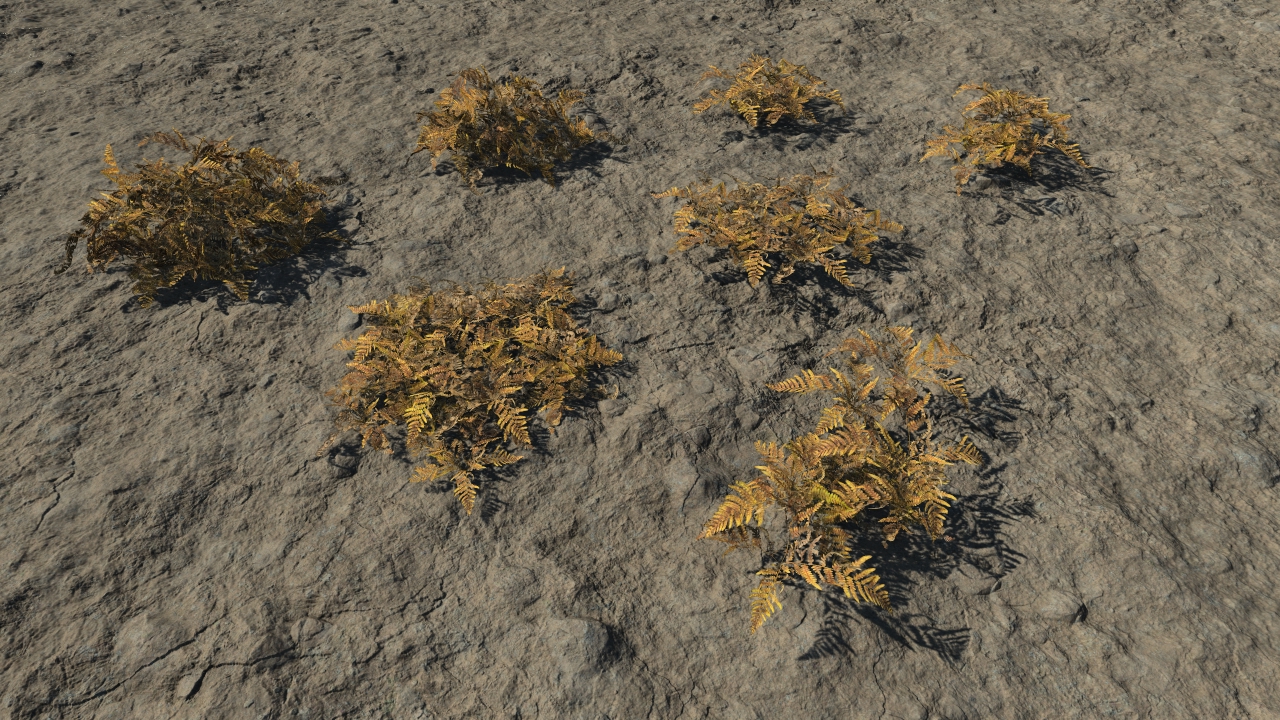 Dry ferns_2