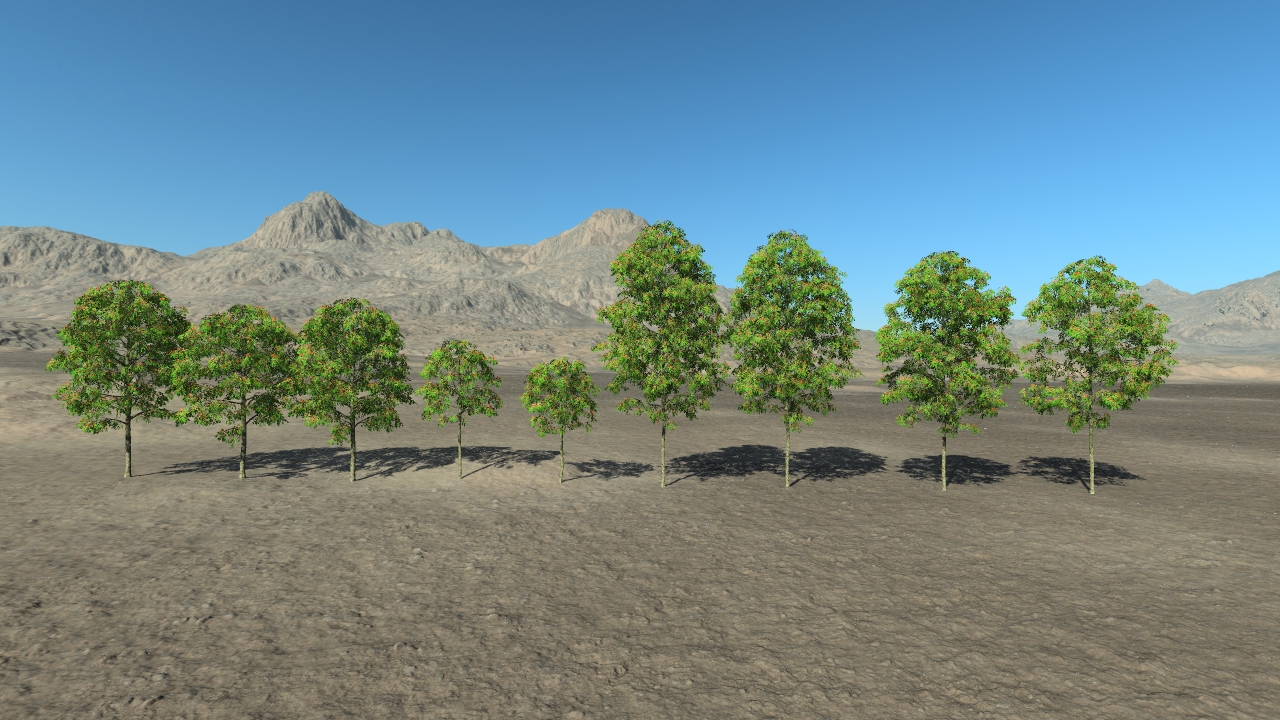 Summertime rowan trees_1