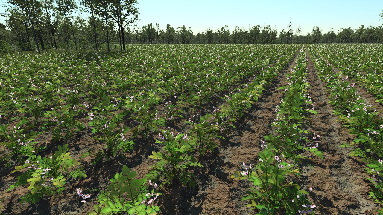 Grown potatoes_1