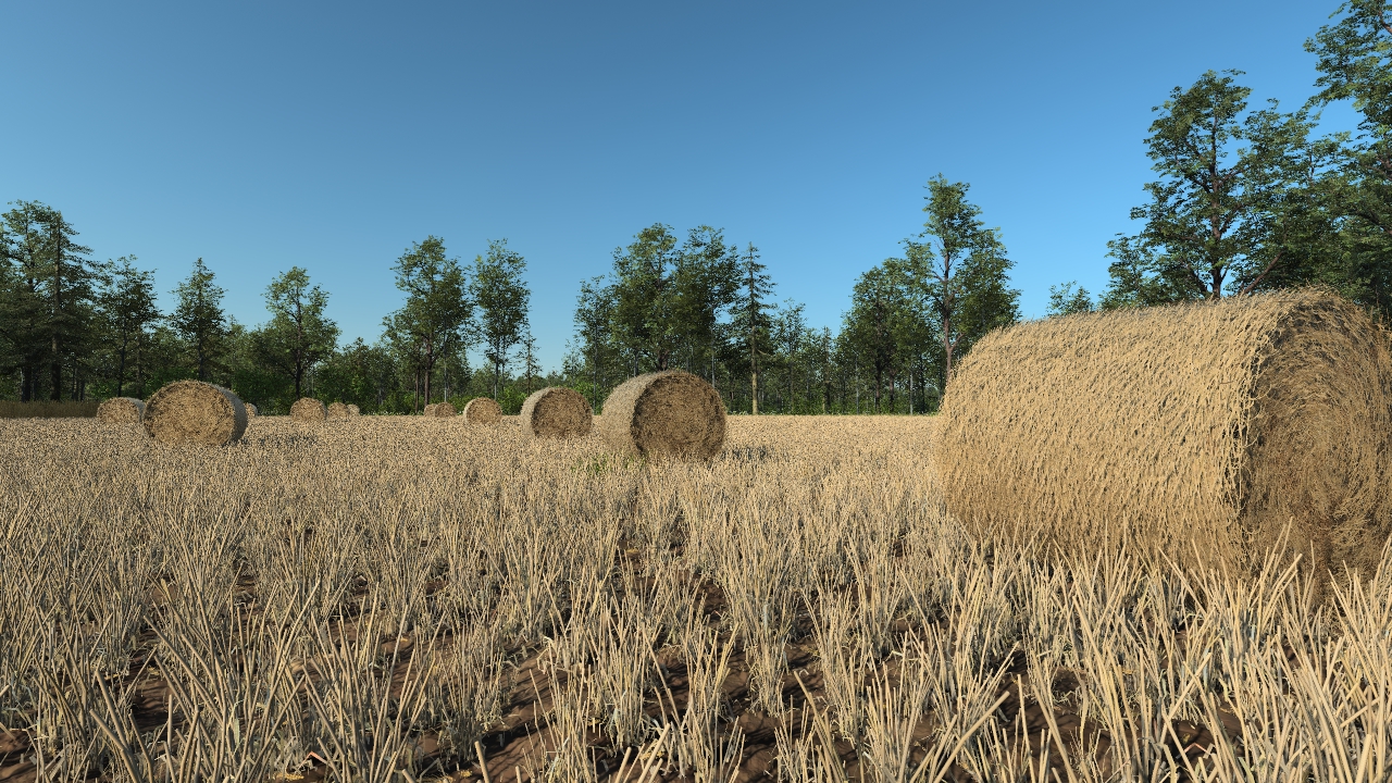 Harvested wheat straw_0