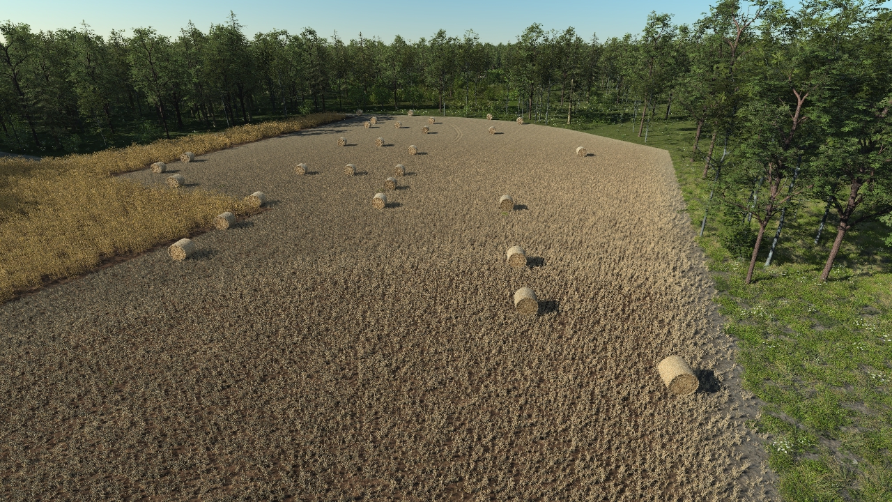 Harvested wheat straw_3