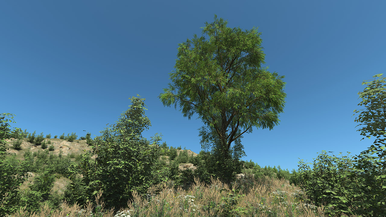 Salix Alba Trees (White willow)_0