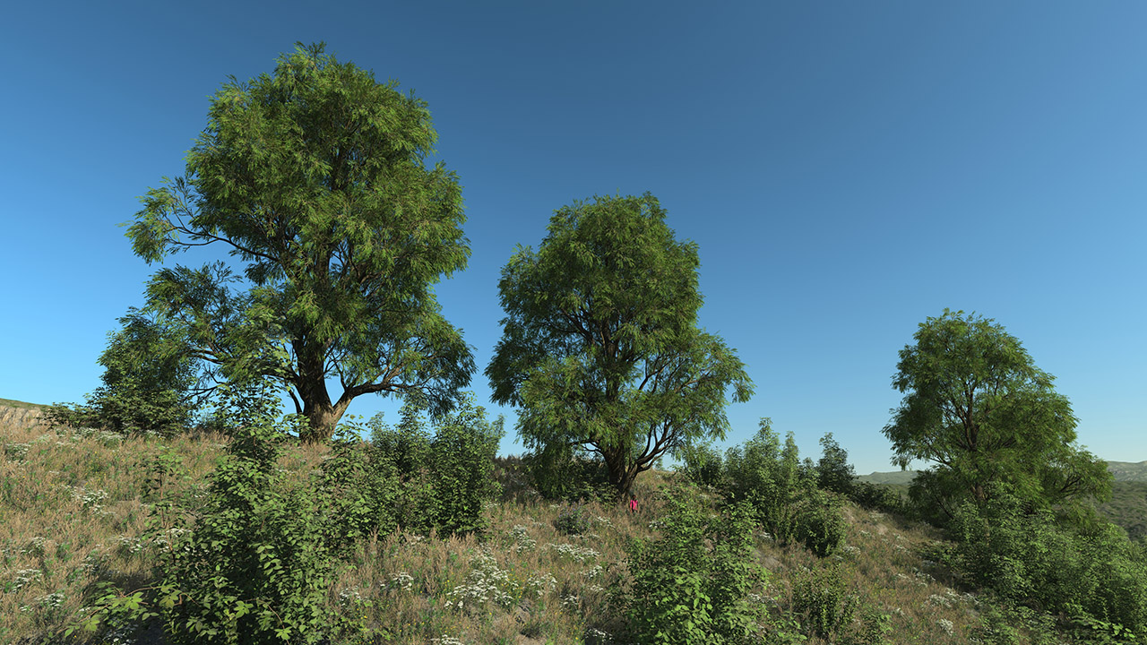 Salix Alba Trees (White willow)_1