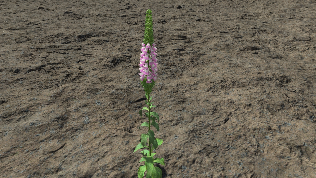 Digitalis purpurea_0