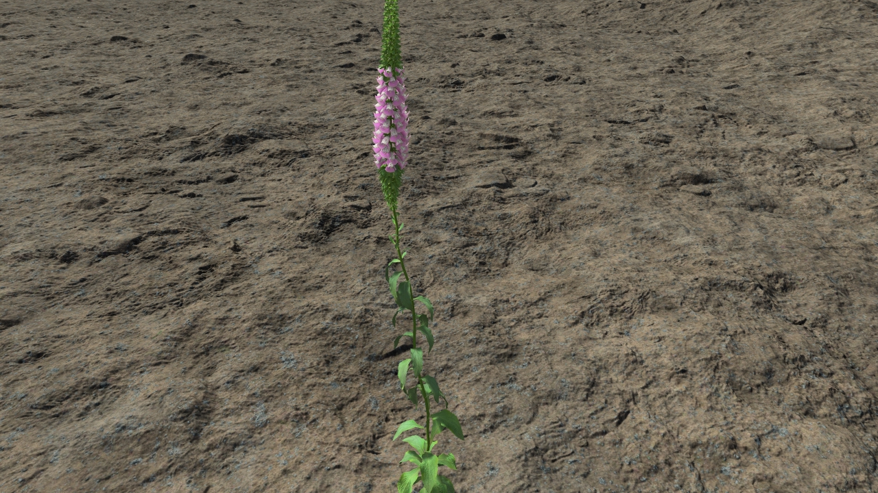 Digitalis purpurea_1