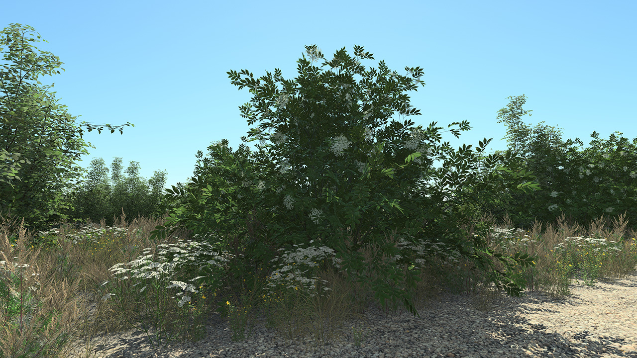 Common Elder (Sambucus nigra) – Flowering Bush Set_1