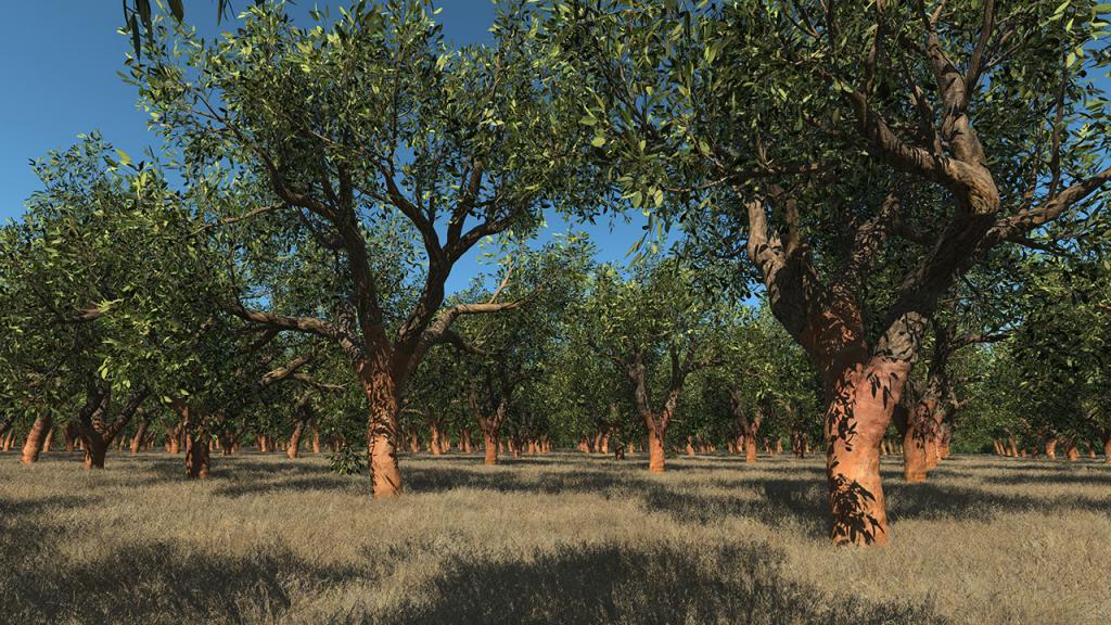 Cork Oak Trees Summer