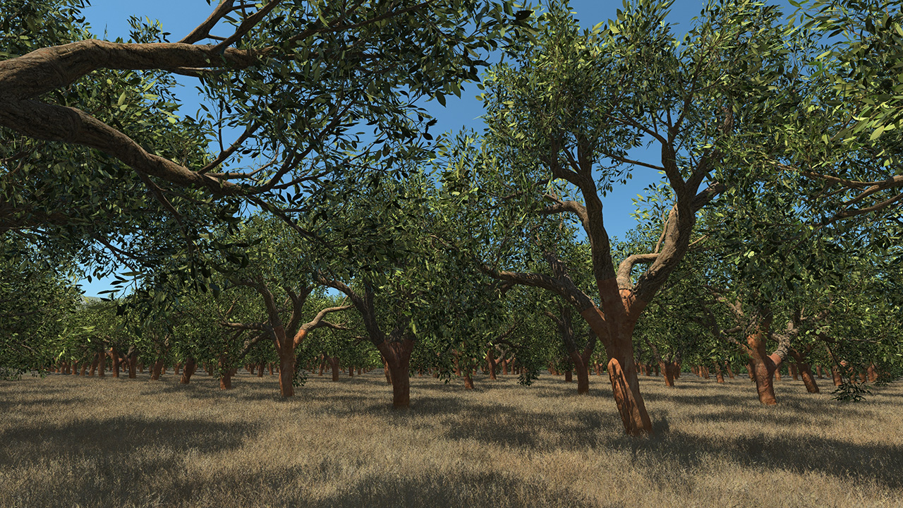 Cork Oak Trees Summer_0