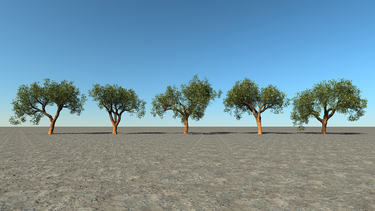 Cork Oak Trees Summer_1