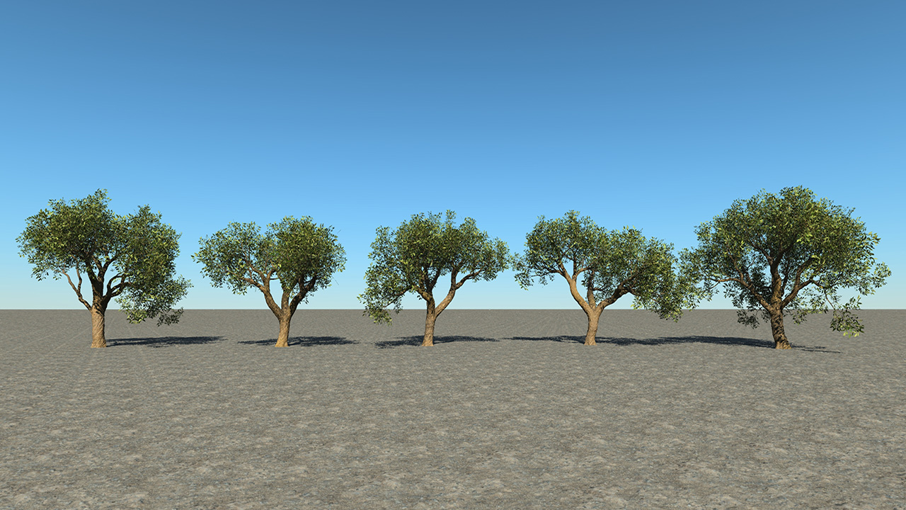 Cork Oak Trees Summer_2