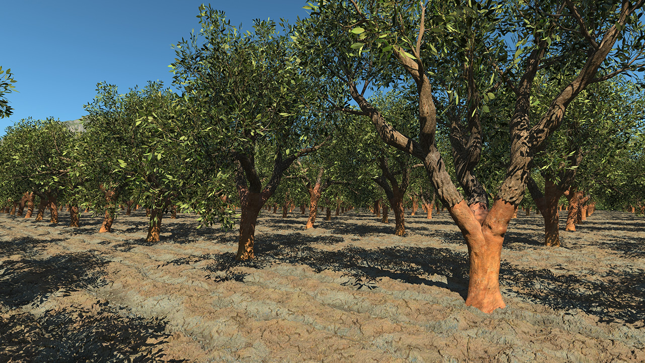 Cork Oak Trees Summer_3