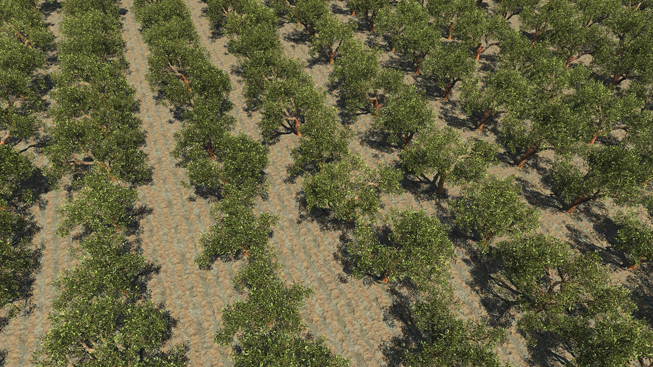 Cork Oak Trees Summer_4
