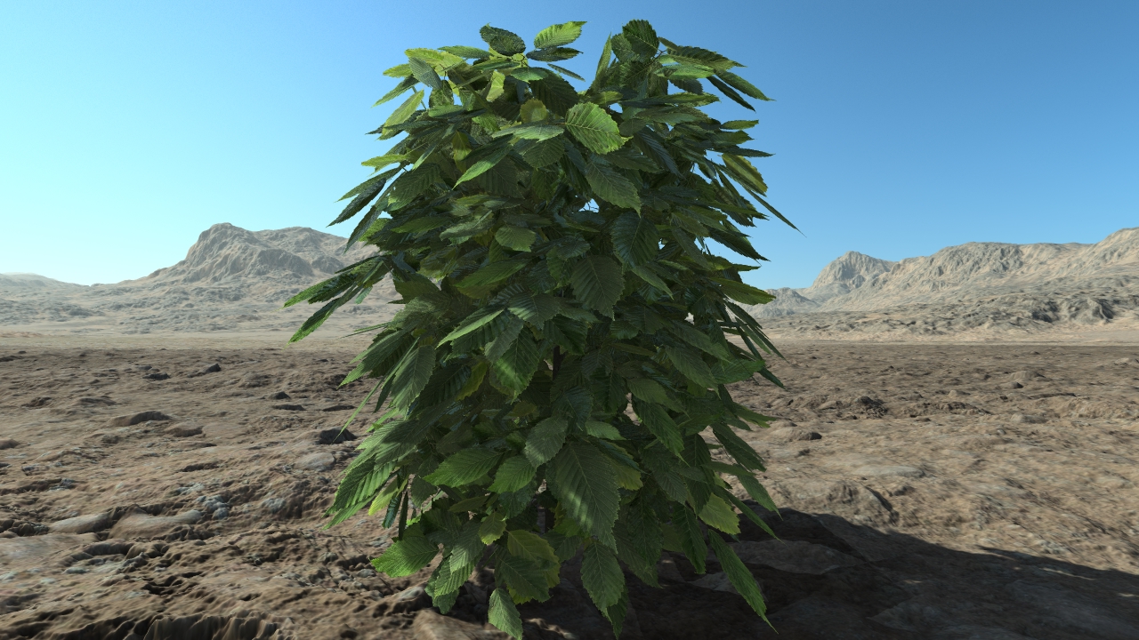 Small hornbeam hedge_1