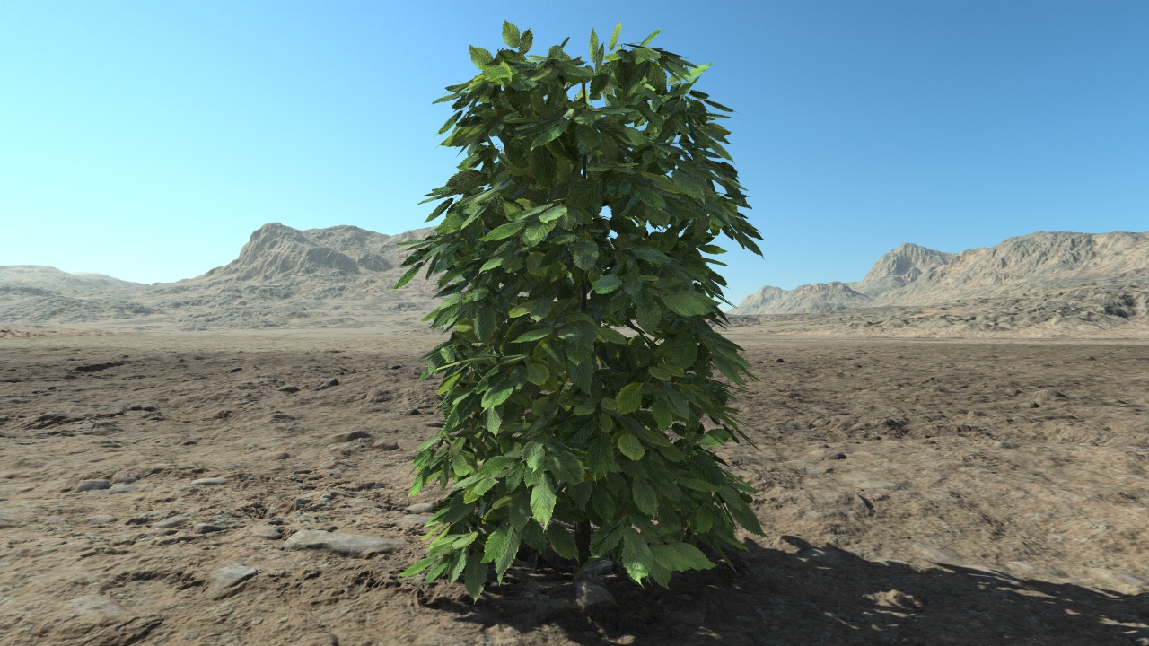 Medium hornbeam hedge_1