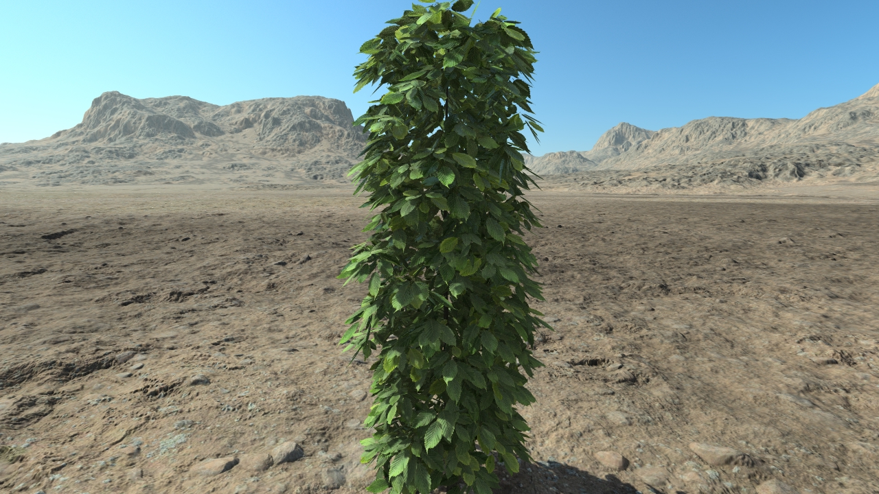 High hornbeam hedge_1