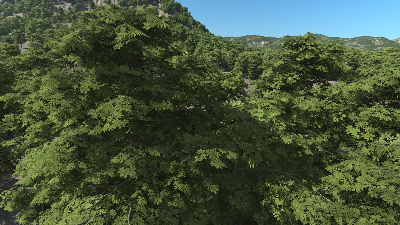 Summer chestnut trees_0