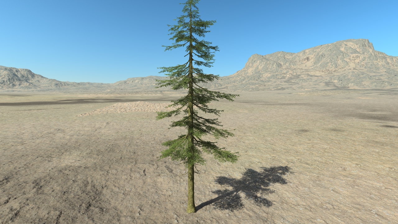 Fir trees_3