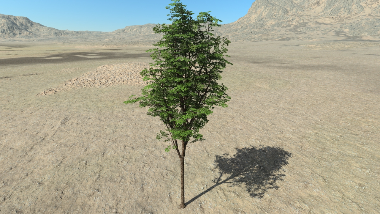 Summertime oak trees_9