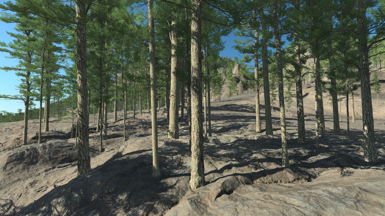 Mediterranean pine trees_1